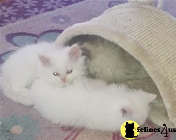 kelleb Picture 2
